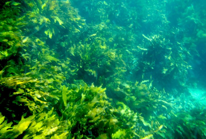 kelp forest thumbnail